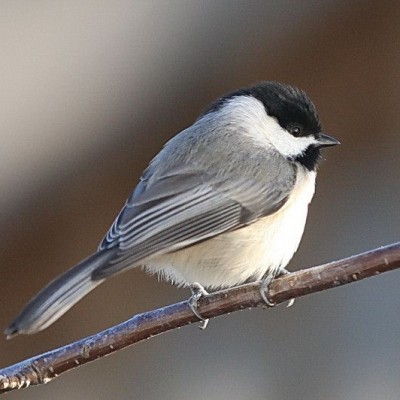Black-capped Chickadee. Photo by Dave Kinneer