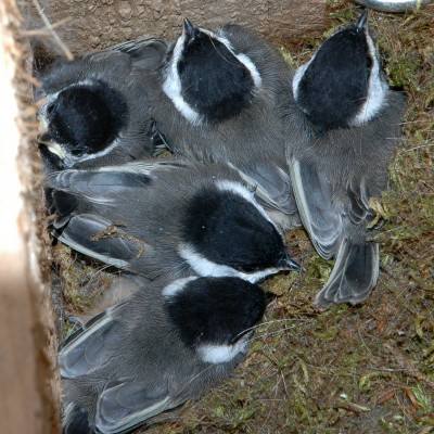 Black-capped Chickadee chicks in nest. Photo by Jerry Acton.