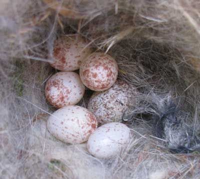 Cowbird egg in BCCH nest - Photo by Bet Z. Zimmerman