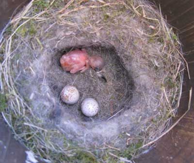 Bet Z Smith - cowbird hatchling in BCCH nest - eggs missing