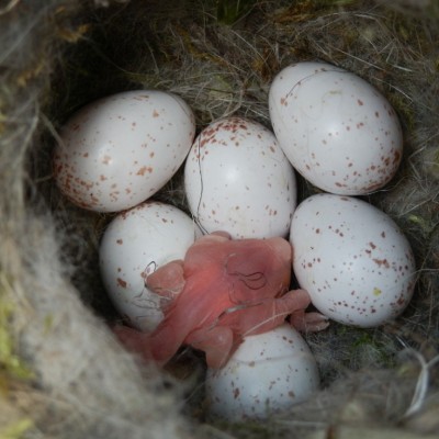 Black-capped Chickadee nest with eggs and one hatchling. Photo by Cherie Layton