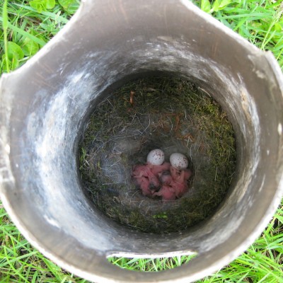 Black-capped Chickadee nest in Gilbertson box. Photo by J. Derry